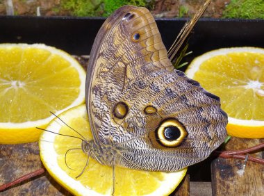 Caligo Eurilochus kelebeği. Bir parça limonun üzerinde baykuş kelebeği