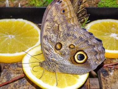 Caligo Eurilochus kelebeği. Bir parça limonun üzerinde baykuş kelebeği