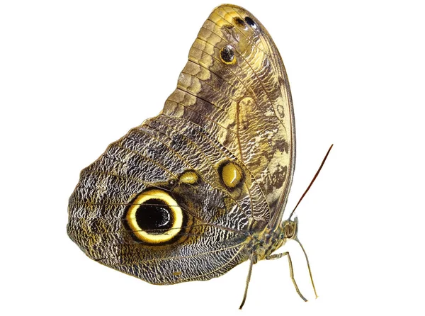 卡利戈 厄里胡斯蝴蝶 被白色隔离的猫头鹰蝴蝶 — 图库照片