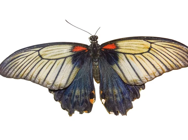 Gran Mariposa Mormona Aislada Blanco Papilio Memnon — Foto de Stock