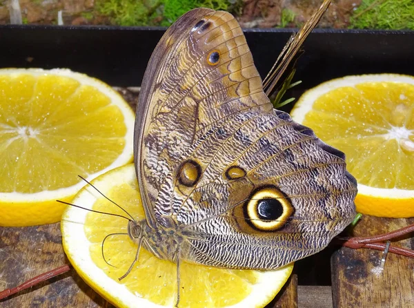 卡利戈 厄里胡斯蝴蝶 柠檬上的猫头鹰蝴蝶 — 图库照片
