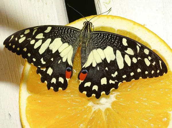 Papilio Demoleus Schmetterling Auf Einem Stück Zitrone — Stockfoto