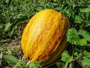 Çiftlikte yerde bir balkabağı. Romanya 'nın Maramures kentinde