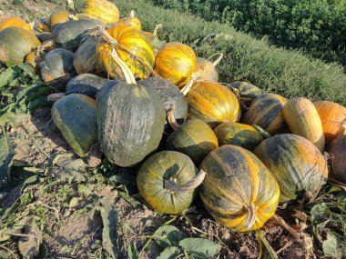 Bir grup balkabağı yerde. Romanya 'nın Maramures kentinde