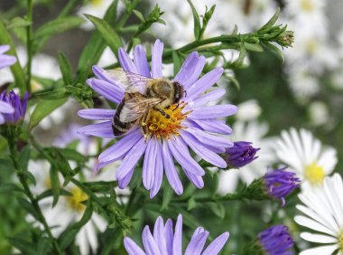 Bushy Aster çiçeğinin üzerindeki arı. Makro arı