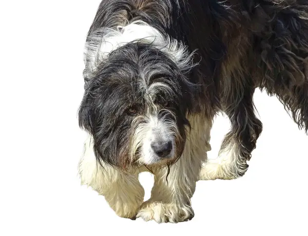 Schäferhund Isoliert Auf Weißem Hintergrund — Stockfoto