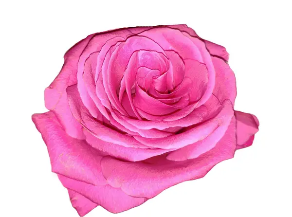 Pink Rose Isolated White Background — Stock Photo, Image