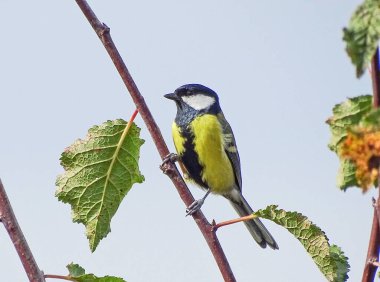 Romanya 'nın Maramures ilçesinde ağaçtaki Titmouse kuşu