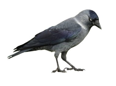 Beyaz arkaplanda karga kuşu (Corvus monedula) izole edildi