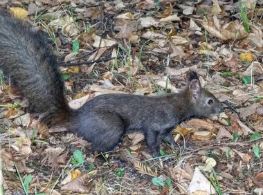 Romanya 'da sonbahar yaprakları arasında sincap