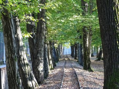 Ekim ayında Romanya 'nın Baia Mare kentindeki bir parkta demiryolu ve ağaçlar