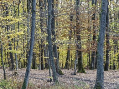 Romanya 'nın Maramures ilçesindeki ormanda sonbahar manzarası