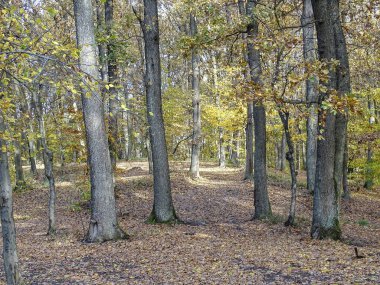 Romanya 'nın Maramures ilçesindeki ormanda sonbahar manzarası