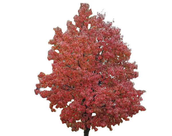 Oak tree with brown leaves in autumn. Isolated on white