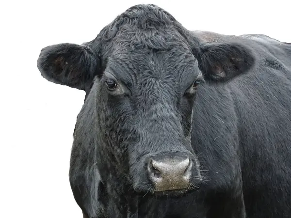 Siyah angus ineği beyaz arkaplanda izole edilmiş.