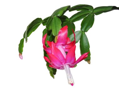 Noel Kaktüsü çiçek açmış. Schlumbergera bitkisi