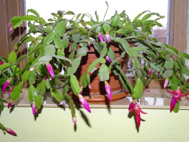 Noel Kaktüsü çiçek açmış. Schlumbergera bitkisi
