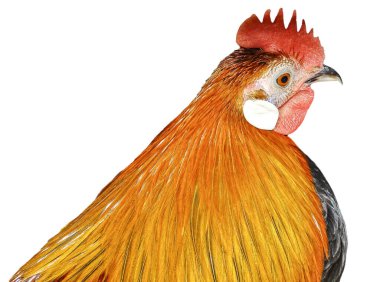 Partridge Brahma horozu beyazı izole etti