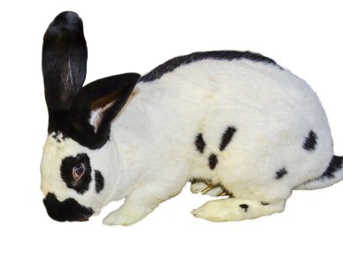 Beyaz arka planda siyah benekli beyaz tavşan