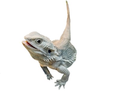 beyaz arkaplanda izole edilmiş agama kertenkelesi