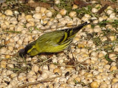 Romanya 'da Avrasyalı siskin (Spinus spinus) kuşu