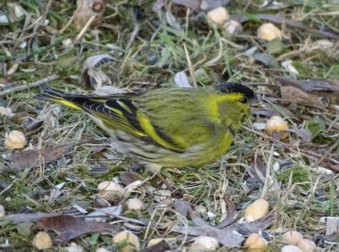 Romanya 'da Avrasyalı siskin (Spinus spinus) kuşu