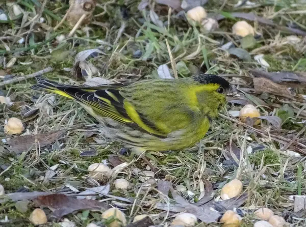 Romanya 'da Avrasyalı siskin (Spinus spinus) kuşu