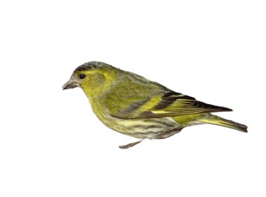 Avrasya derisi (Spinus spinus) beyaz üzerine izole edilmiş bir kuş