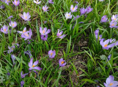 İlkbaharda bir sürü çiçek olur.