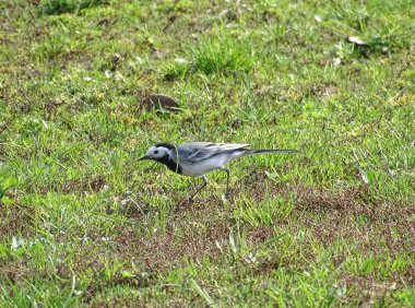 Romanya 'da çimlerin üzerinde beyaz kuyruk sallıyor
