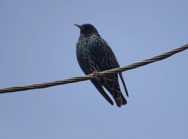 Starling kuşu bir elektrik kablosuna oturur.
