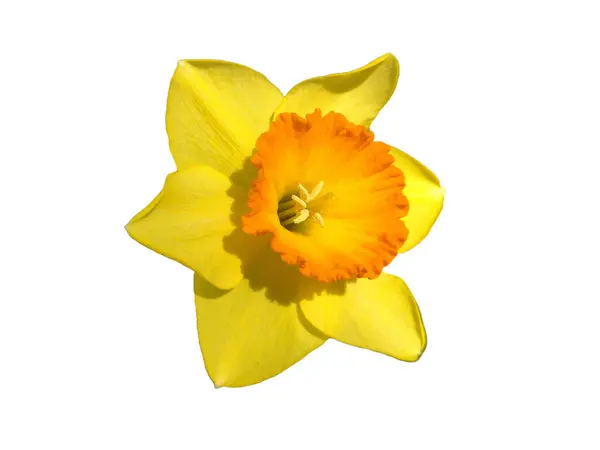 Цветок Нарцисса Изолирован Белом Нарцисс Псевдонарцисс — стоковое фото