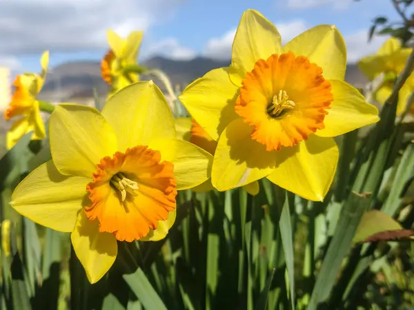 Цветы Нарциссов Весной Нарцисс Псевдонарцисс — стоковое фото
