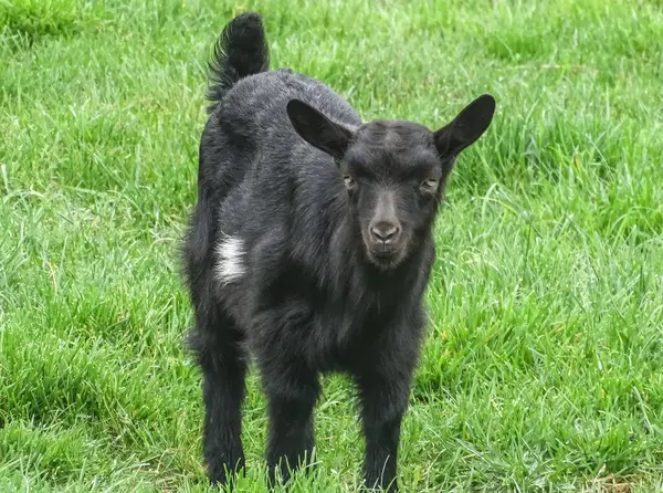 Romanya 'da çimlerin üzerinde siyah bir yıldırım