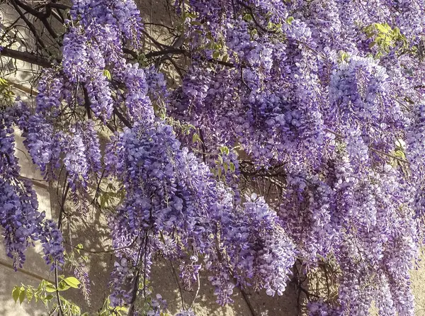 Romanya 'da baharda Wisteria çiçekleri