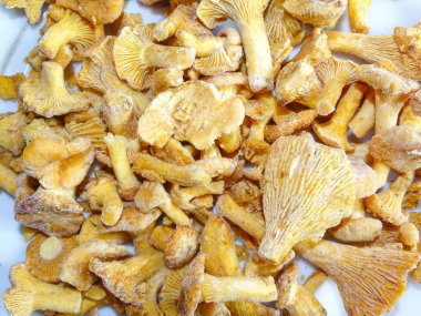 Bir grup donmuş chanterelle mantarı. Yiyecek.