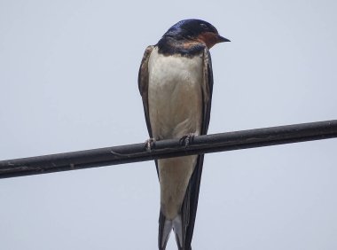 Romanya 'nın Maramures ilçesinde bir kırlangıç elektrik hattında bulunuyor