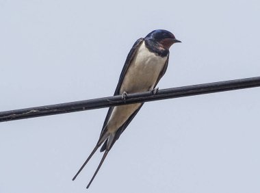 Romanya 'nın Maramures ilçesinde bir kırlangıç elektrik hattında bulunuyor