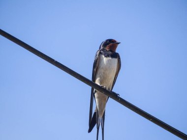 Romanya 'nın Maramures ilçesinde bir kırlangıç elektrik hattında bulunuyor