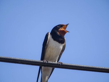 Ağzı açık bir kırlangıç