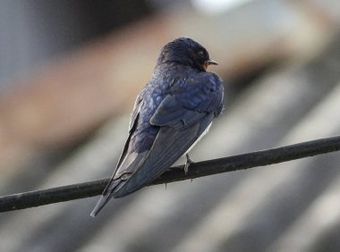 Romanya 'nın Maramures ilçesinde bir kırlangıç elektrik hattında bulunuyor
