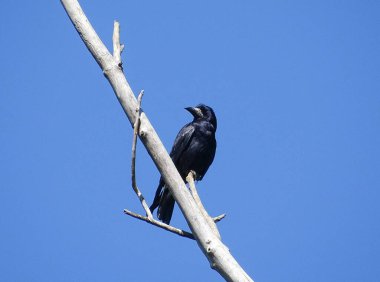 Bir karga bir dala oturur. Romanya 'da