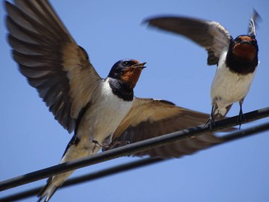 İki kırlangıç bir güç hattından uçar. Romanya 'nın Maramures kentinde