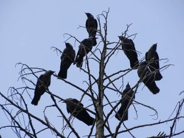 Ağaçta bir grup karga kuşu (Corvus monedula). Romanya 'da