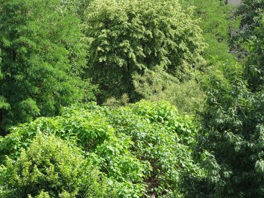 Mayıs ayında çeşitli yeşil ağaçlar. Baia Mare şehrinde, Romanya