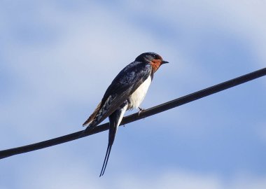 Romanya 'nın Maramures ilçesinde bir kırlangıç elektrik hattında bulunuyor