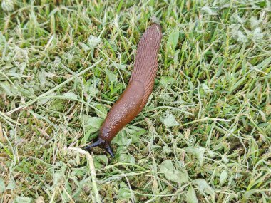 Slug in the grass in Romania clipart