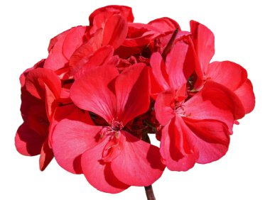 Beyaz renkte kırmızı at nalı sardunyası çiçeği. Pelargonium zonale