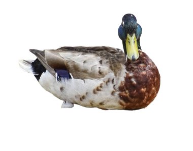 Erkek ördek bembeyaz