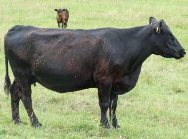 Kara angus ineği ve çayırda bir angus yavrusu.